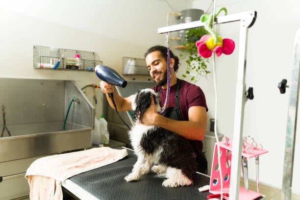 dog groomer drying a dog's fur at his pet grooming business