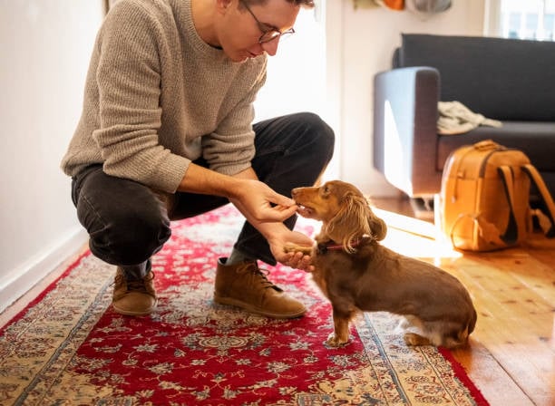 dog learning simple trick for a treat