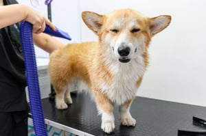 Grooming in Winter: 10 Tips for Maintaining Pet Coat Health