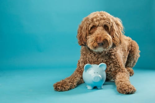 Financial Planning for Your Pet-Care Business: 10 Steps to Prepare for the New Year