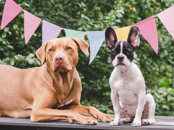 Image showcasing Hosting Community Events at Your Pet-Care Business