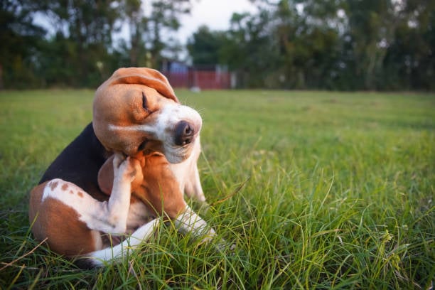 Navigating Allergies in Dogs