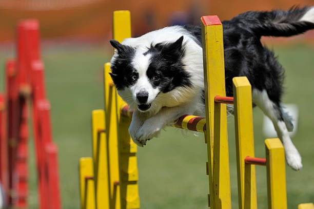 Advanced Training Techniques for Experienced Dogs