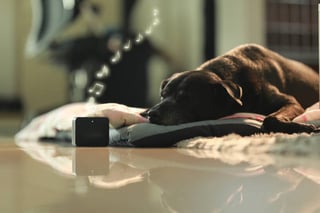 The Future of Smart Technology in Pet Boarding