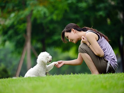 The Latest Trends in Dog Training: A Look at Positive Reinforcement