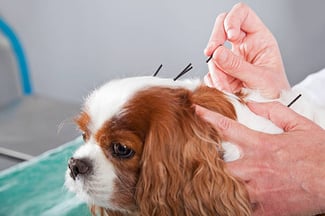 Holistic Services in Pet Resorts: From Acupuncture to Yoga