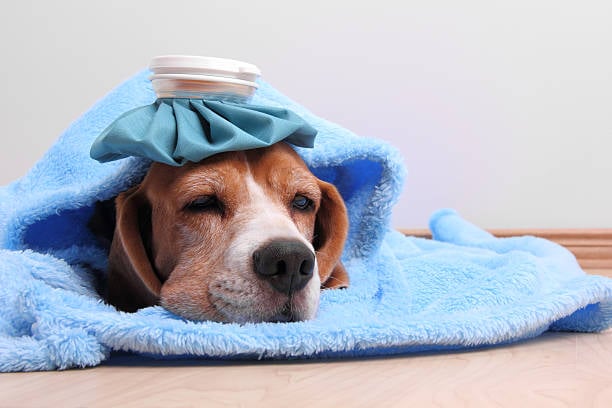 sick dog with kennel cough symptoms