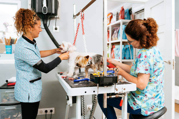 Pet Groomer Team Management Time Management Tips photo