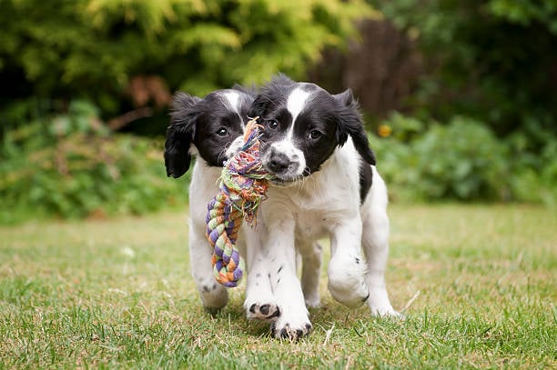 puppy dogs playing with toy at pet business