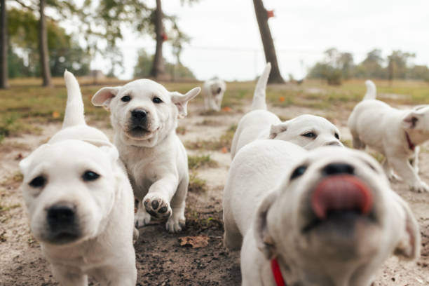 The Role of Play in Learning and Socialization for Pets