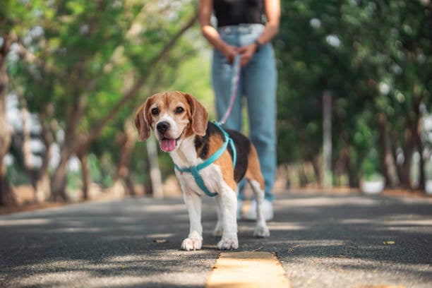 Walk Your Pet Month: How Walks Benefit Pets and Humans Alike