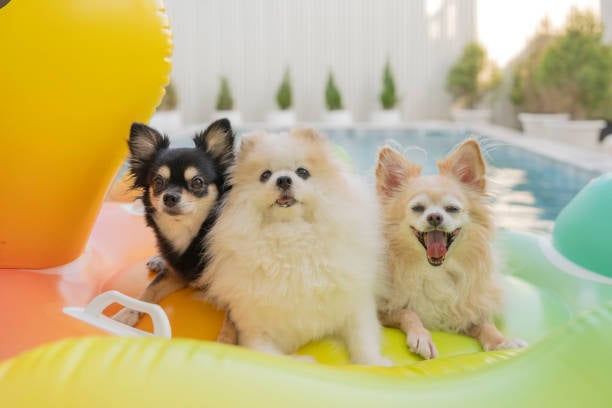 small dogs floating in a pool at doggy daycare