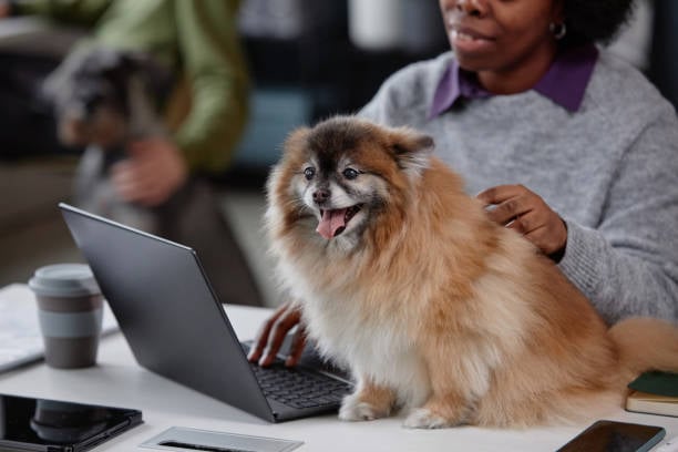 pet professional working on laptop with happy dog