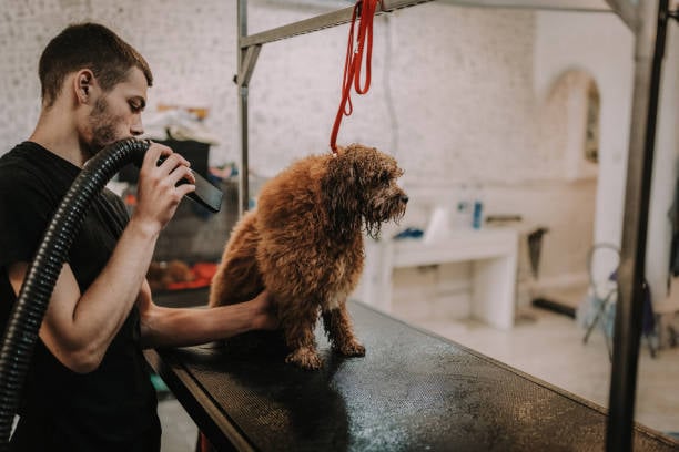 dog groomer brow dying a wet dog at his pet-care business