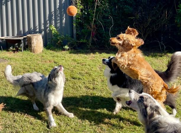 dogs playing at daycare business with ball outside