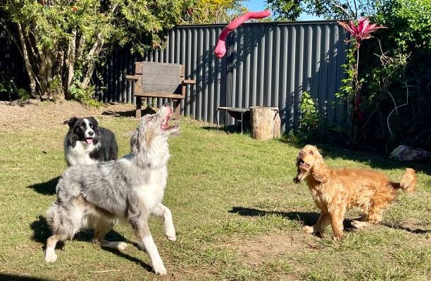 dogs having fun outside at a daycare