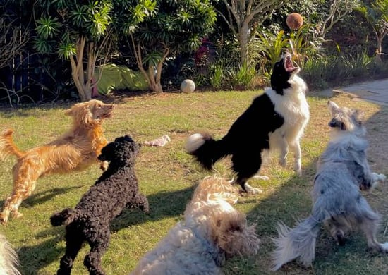 The Ultimate Guide to Marketing a Pet-Care Business