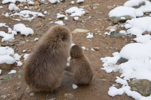 two monkeys together outside on a snowy ground