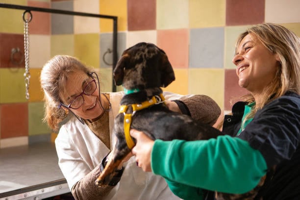 happy dog groomers smiling while working with a pup