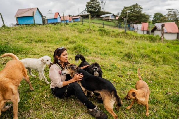 dog park owner playing outside with a pack of dogs