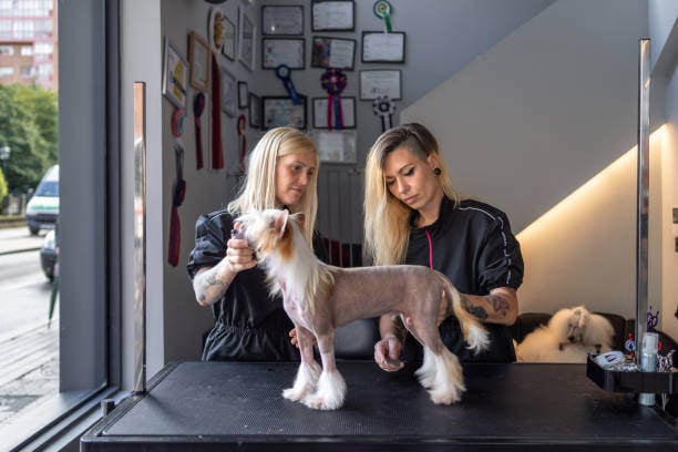 two dog groomers giving a pup a fun cut