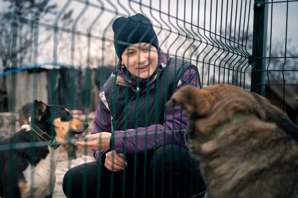 dog kennel and daycare safety and security for pet parents peace of mind