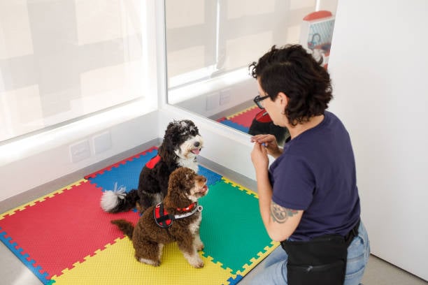 trainer and two dogs doing the sit command