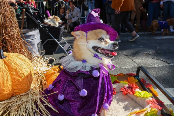 dog in festive halloween costume