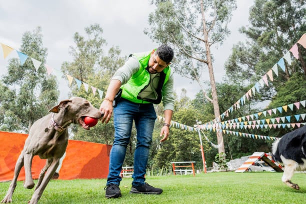 dog trainer outside with pet supplies and at least one pet