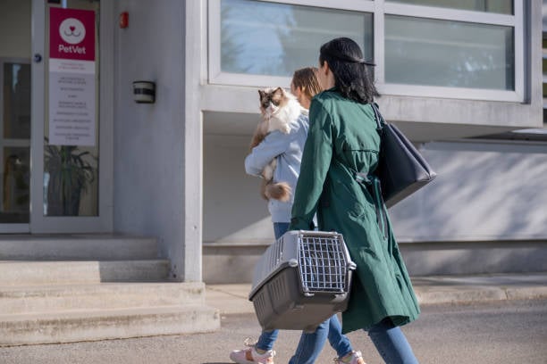 cat rescued and sent to vet