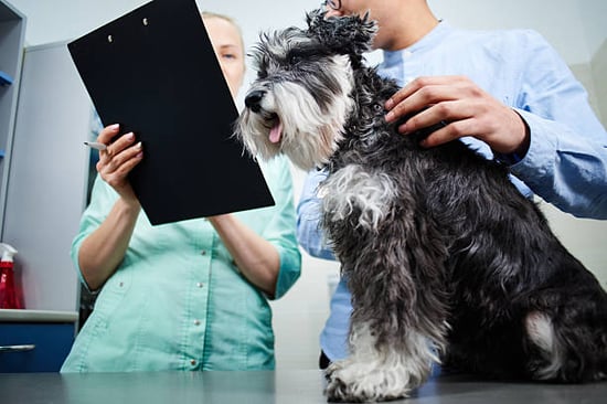 pet business missing records with dog and client