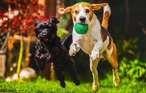 dog park management