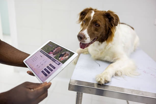 dog business owner explaining that pet care is more than a pet sitting business or hiring one-off dog walkers 