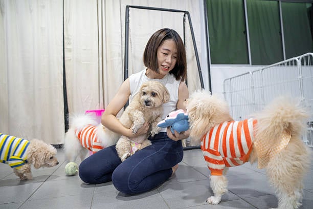 woman spoiling dogs with toys in a kennel