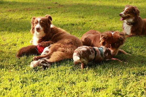 adult dogs and puppies outside