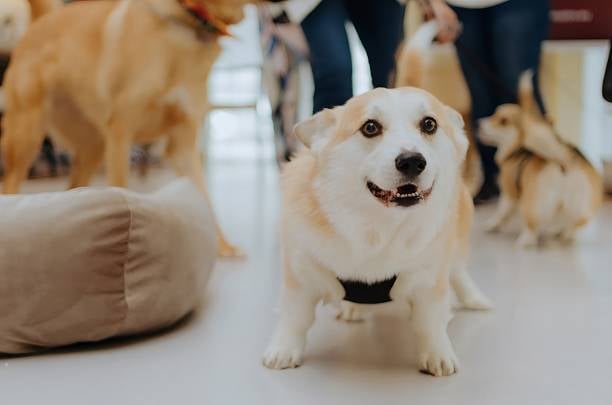 corgis playing at dog daycare