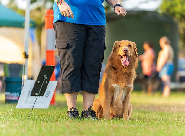 pet trainer and dog outside on agility course