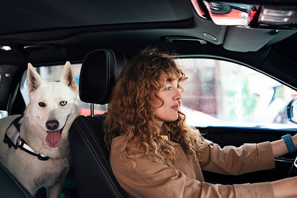 busy pet parent on the go with dog in backseat