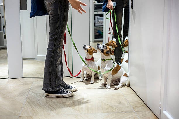pet parent bringing multiple dogs into a boarding facility