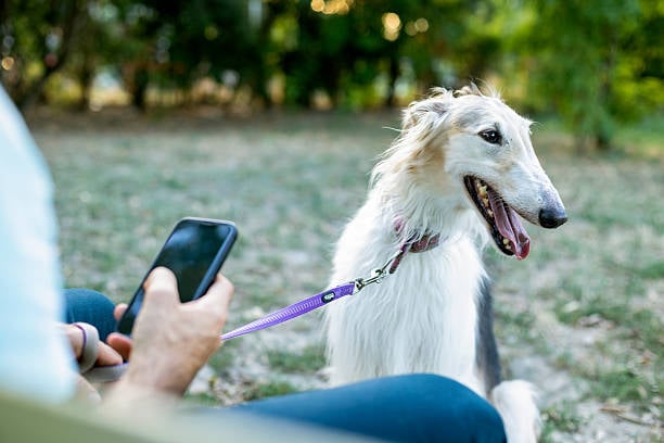person on smart phone with happy dog on leash outside