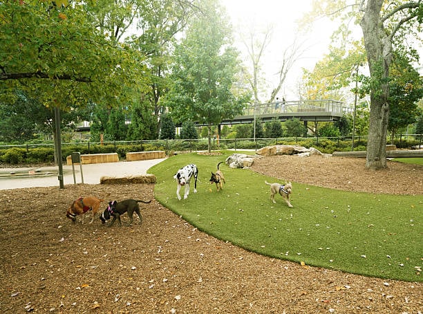 dog park customer experience is key in building community