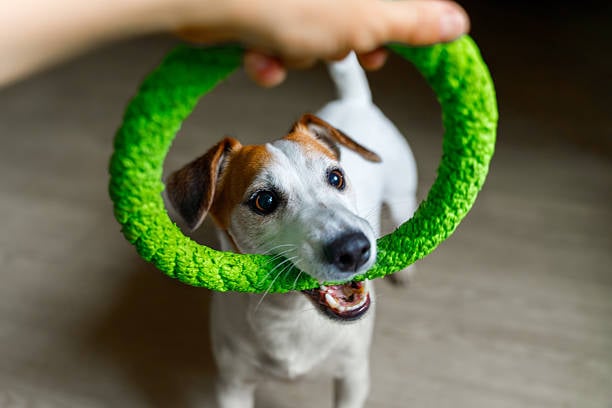 playing with a dog and toy in pet care
