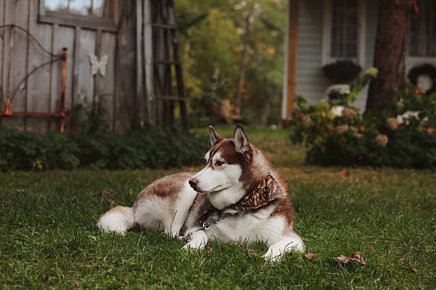 husky in stylish bandana