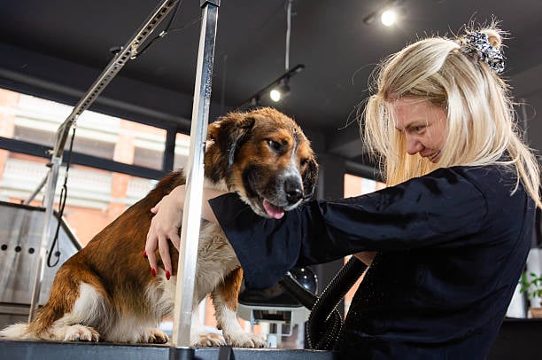 dog groomer working with client at one location