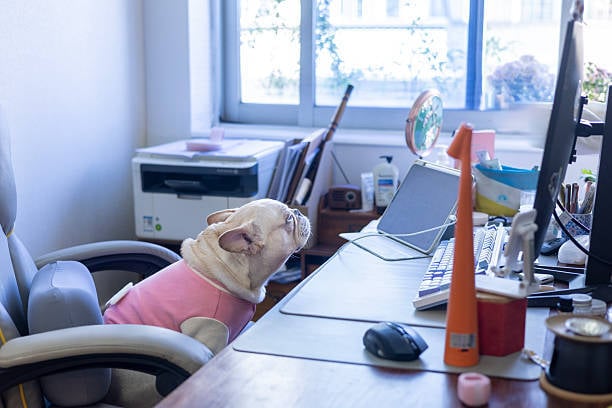 dog looking at pet-care business software on  computer