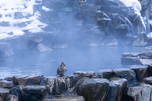 baby snow monkey alone on a rock
