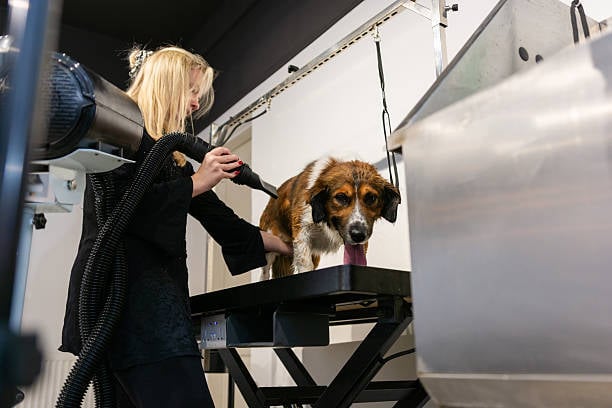 dog groomer drying old dog
