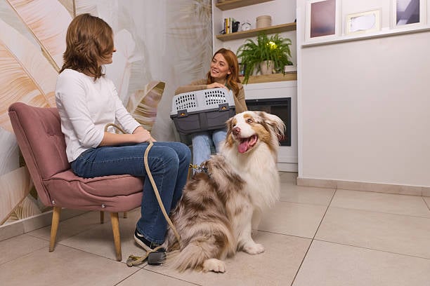 pet-care business waiting room