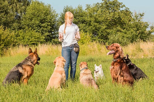 10 Ways to Ensure Dogs' Comfort In Your Boarding Facility