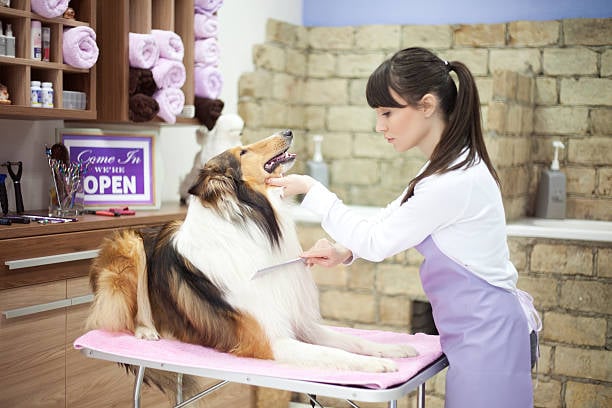 dog groomer brushing a long-haired dog in her salon